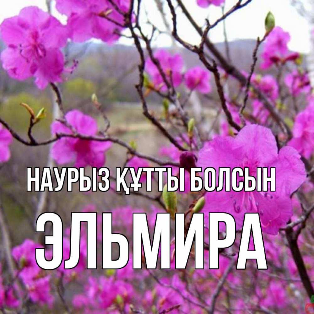 Открытка на каждый день с именем, Эльмира Наурыз құтты болсын наурыз мейрамы кутты болсын Прикольная открытка с пожеланием онлайн скачать бесплатно 