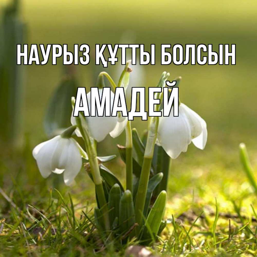 Открытка на каждый день с именем, Амадей Наурыз құтты болсын ранние цветы 2 Прикольная открытка с пожеланием онлайн скачать бесплатно 