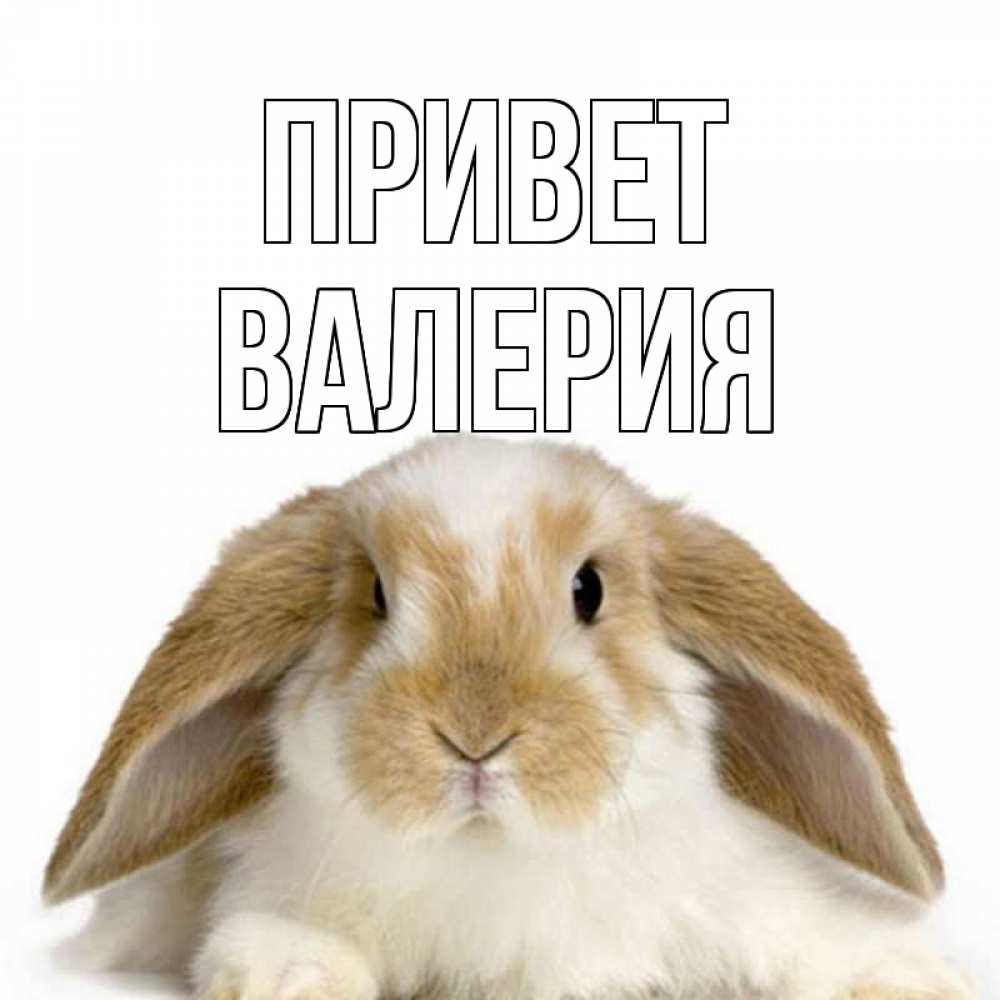 Открытка на каждый день с именем, Валерия Привет с животными Прикольная открытка с пожеланием онлайн скачать бесплатно 