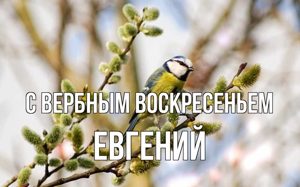 Открытка на каждый день с именем, Евгений С вербным воскресеньем верба Прикольная открытка с пожеланием онлайн скачать бесплатно 