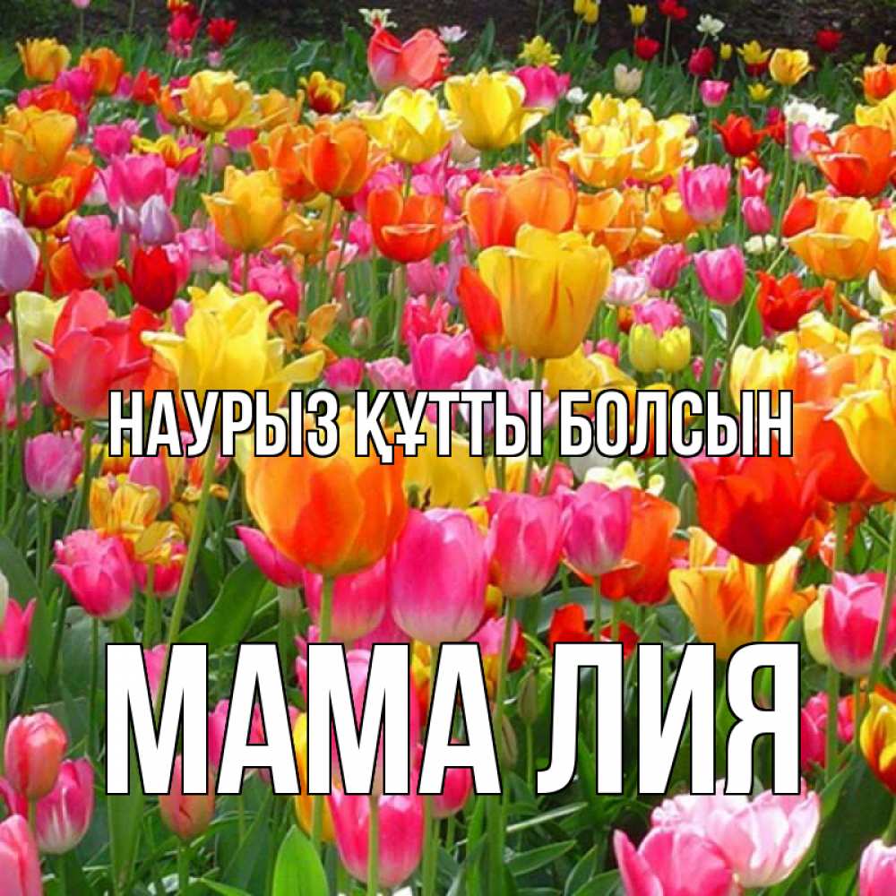 Открытка на каждый день с именем, Мама-Лия Наурыз құтты болсын на наурыз  ура ура Прикольная открытка с пожеланием онлайн скачать бесплатно 