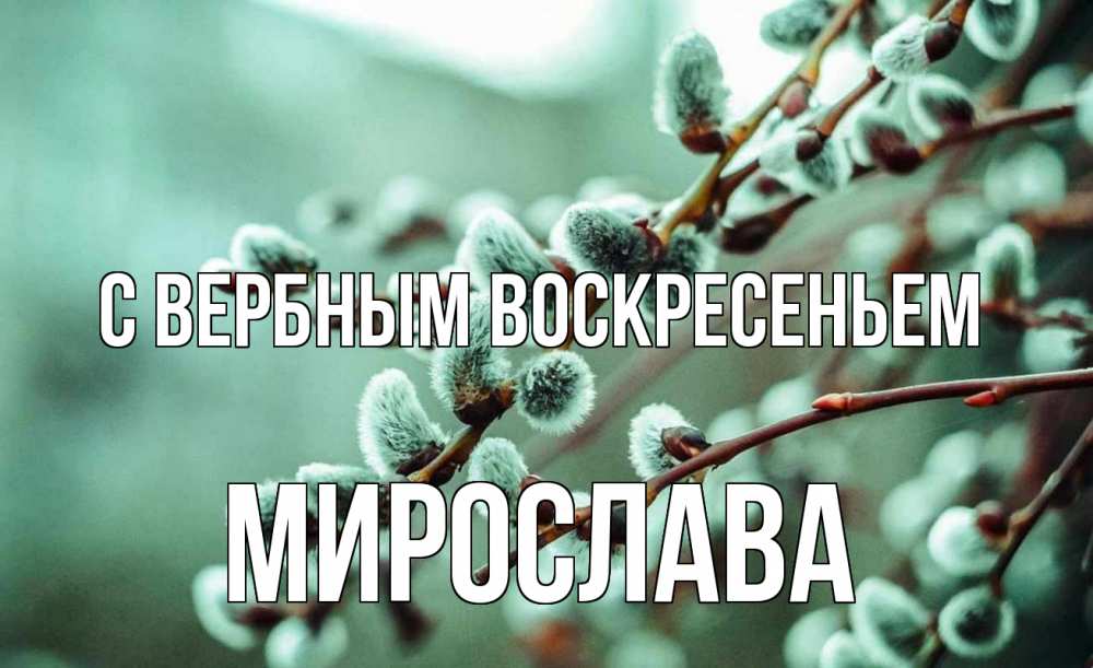 Открытка на каждый день с именем, Мирослава С вербным воскресеньем верба Прикольная открытка с пожеланием онлайн скачать бесплатно 
