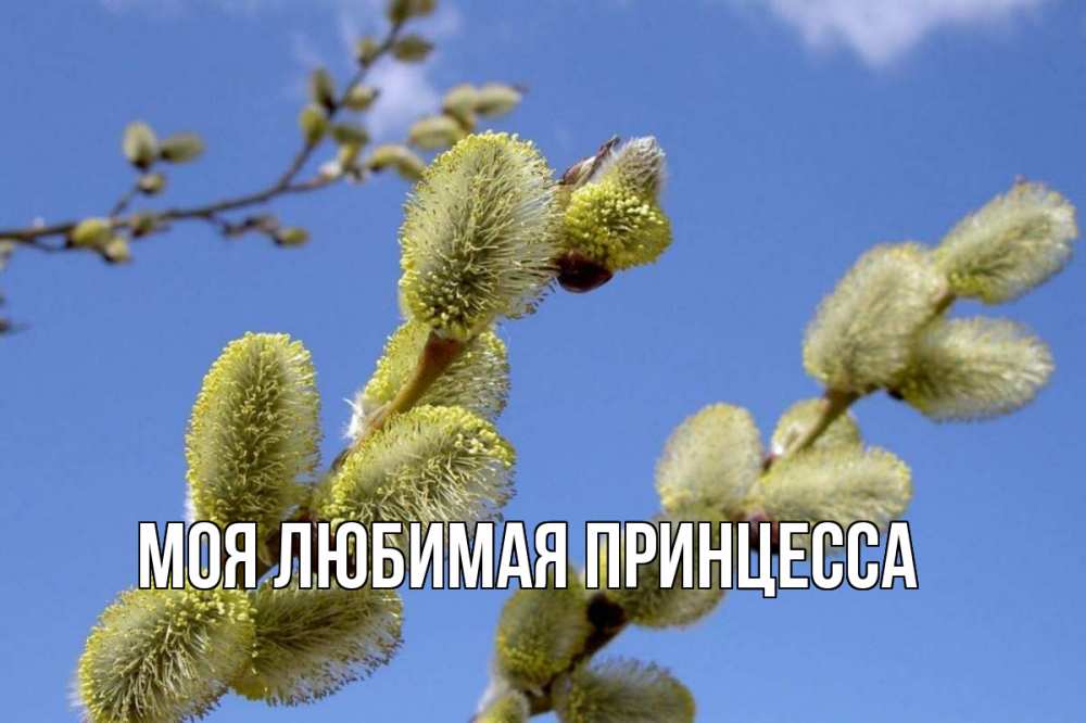 Открытка на каждый день с именем, Моя-Любимая-Принцесса Главная верба Прикольная открытка с пожеланием онлайн скачать бесплатно 