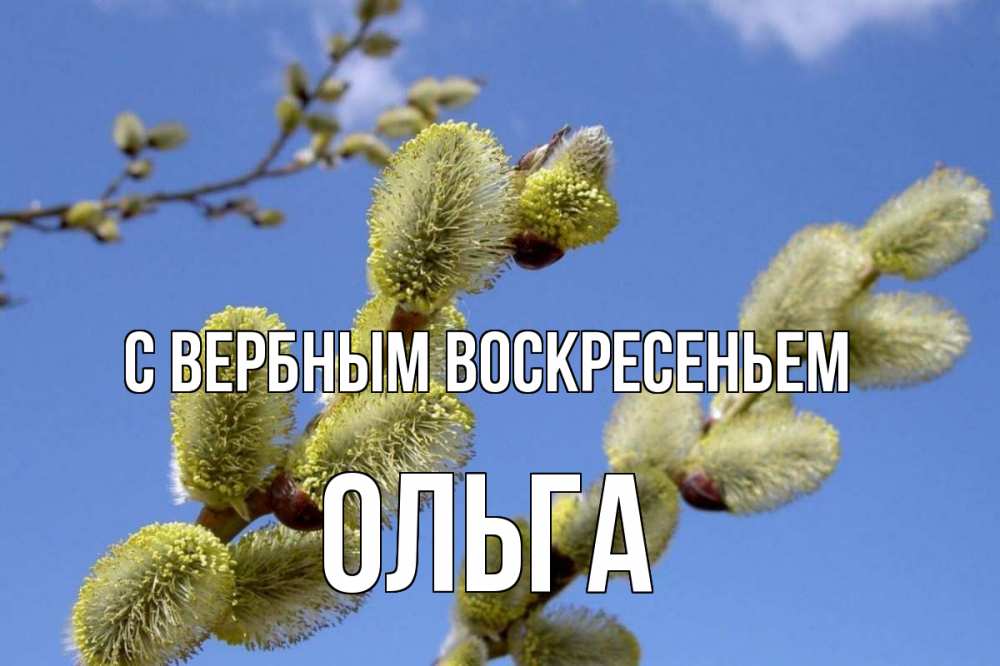 Открытка на каждый день с именем, Ольга С вербным воскресеньем верба Прикольная открытка с пожеланием онлайн скачать бесплатно 