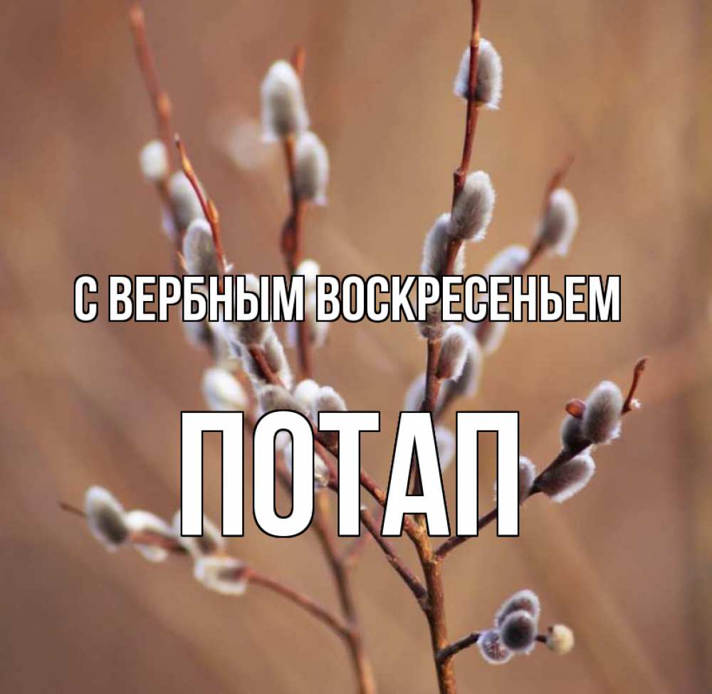 Открытка на каждый день с именем, Потап С вербным воскресеньем верба Прикольная открытка с пожеланием онлайн скачать бесплатно 