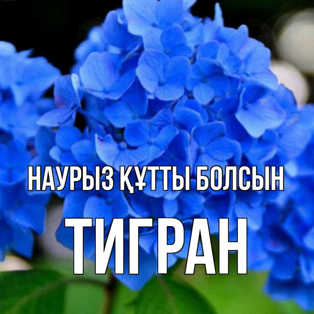 Открытка на каждый день с именем, Тигран Наурыз құтты болсын синие цветы Прикольная открытка с пожеланием онлайн скачать бесплатно 