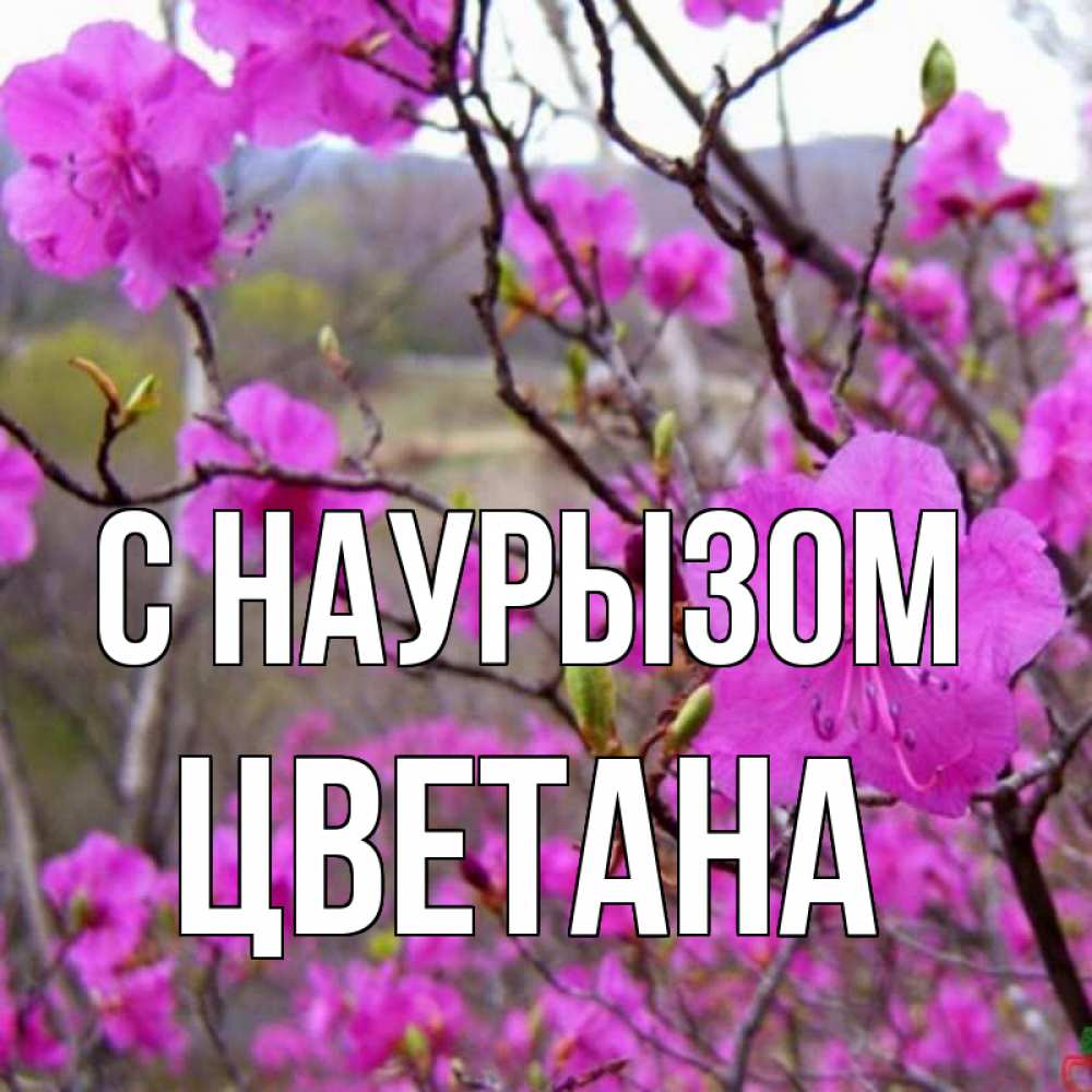 Открытка на каждый день с именем, Цветана С наурызом праздник весны наурыз Прикольная открытка с пожеланием онлайн скачать бесплатно 