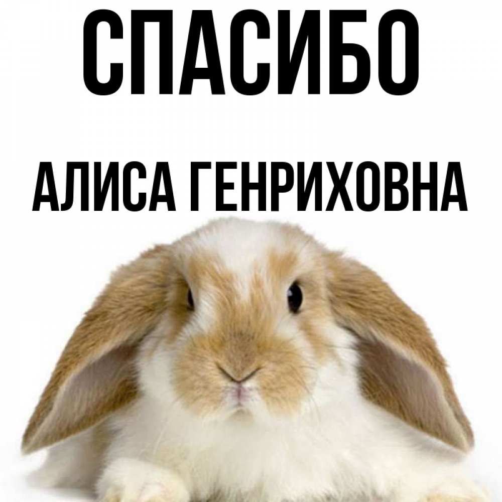 Одноклассники хочу алису