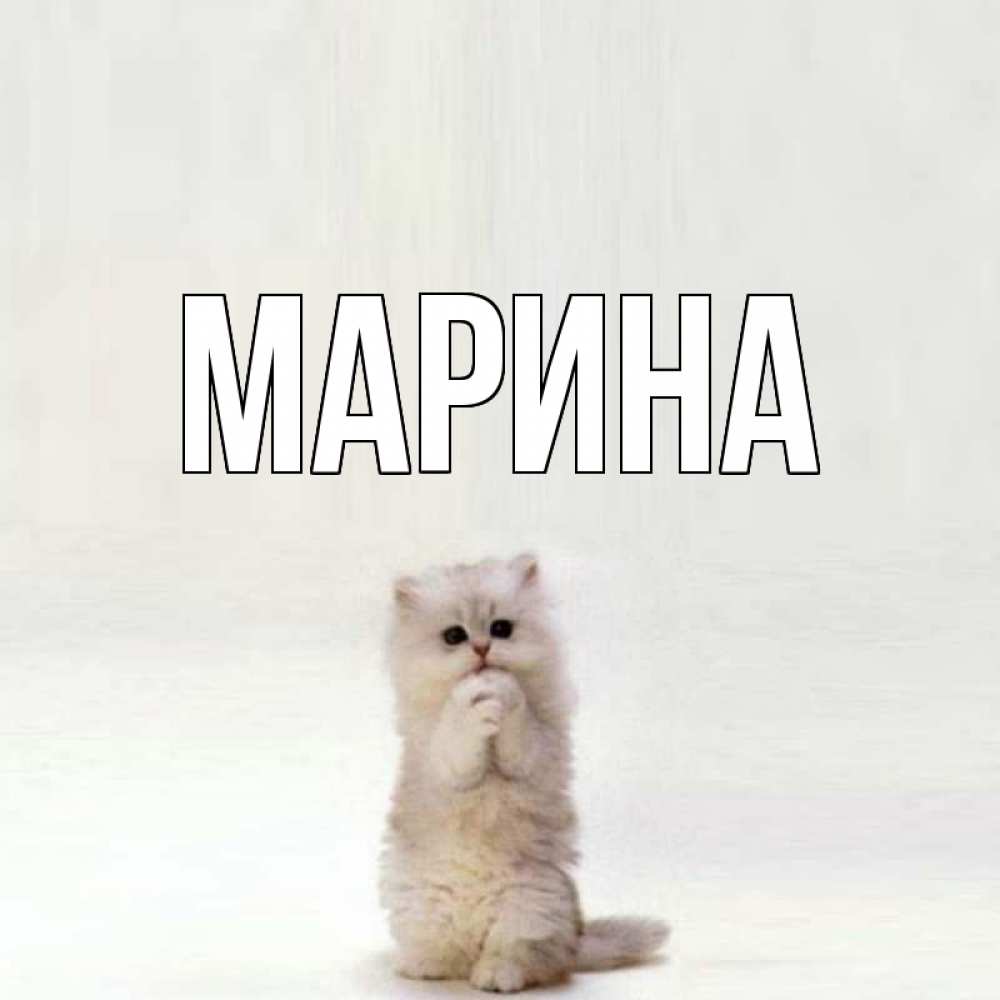 Открытка на каждый день с именем, Марина Главная кот стоит на задних лапах Прикольная открытка с пожеланием онлайн скачать бесплатно 