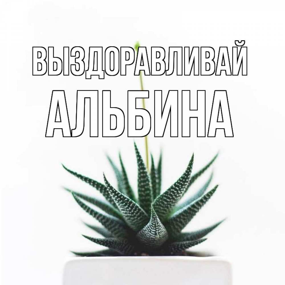 Открытка на каждый день с именем, Альбина Выздоравливай короче это непонятная колючка Прикольная открытка с пожеланием онлайн скачать бесплатно 