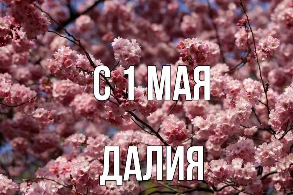 Открытка на каждый день с именем, Далия С 1 мая С 1 мая Прикольная открытка с пожеланием онлайн скачать бесплатно 