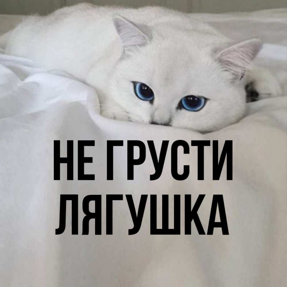 Открытка на каждый день с именем, Лягушка Не грусти Голубоглазая кошка Прикольная открытка с пожеланием онлайн скачать бесплатно 