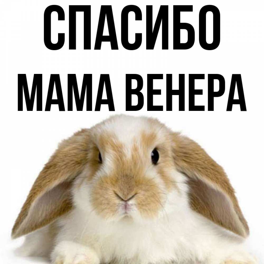 Открытка на каждый день с именем, Мама-Венера Спасибо коричнево белый заяц Прикольная открытка с пожеланием онлайн скачать бесплатно 