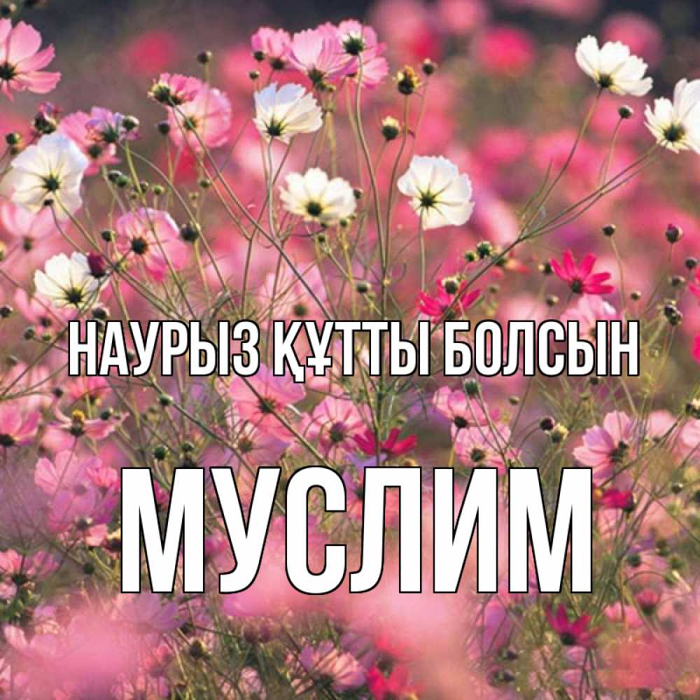 Открытка на каждый день с именем, Муслим Наурыз құтты болсын красиво 1 Прикольная открытка с пожеланием онлайн скачать бесплатно 