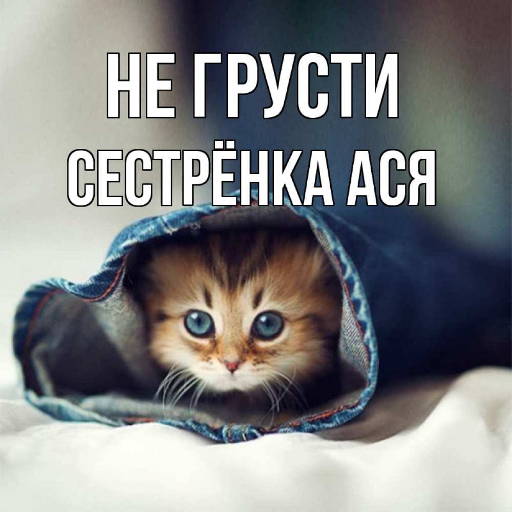 Открытка на каждый день с именем, Сестрёнка-Ася Не грусти кот в одежде Прикольная открытка с пожеланием онлайн скачать бесплатно 