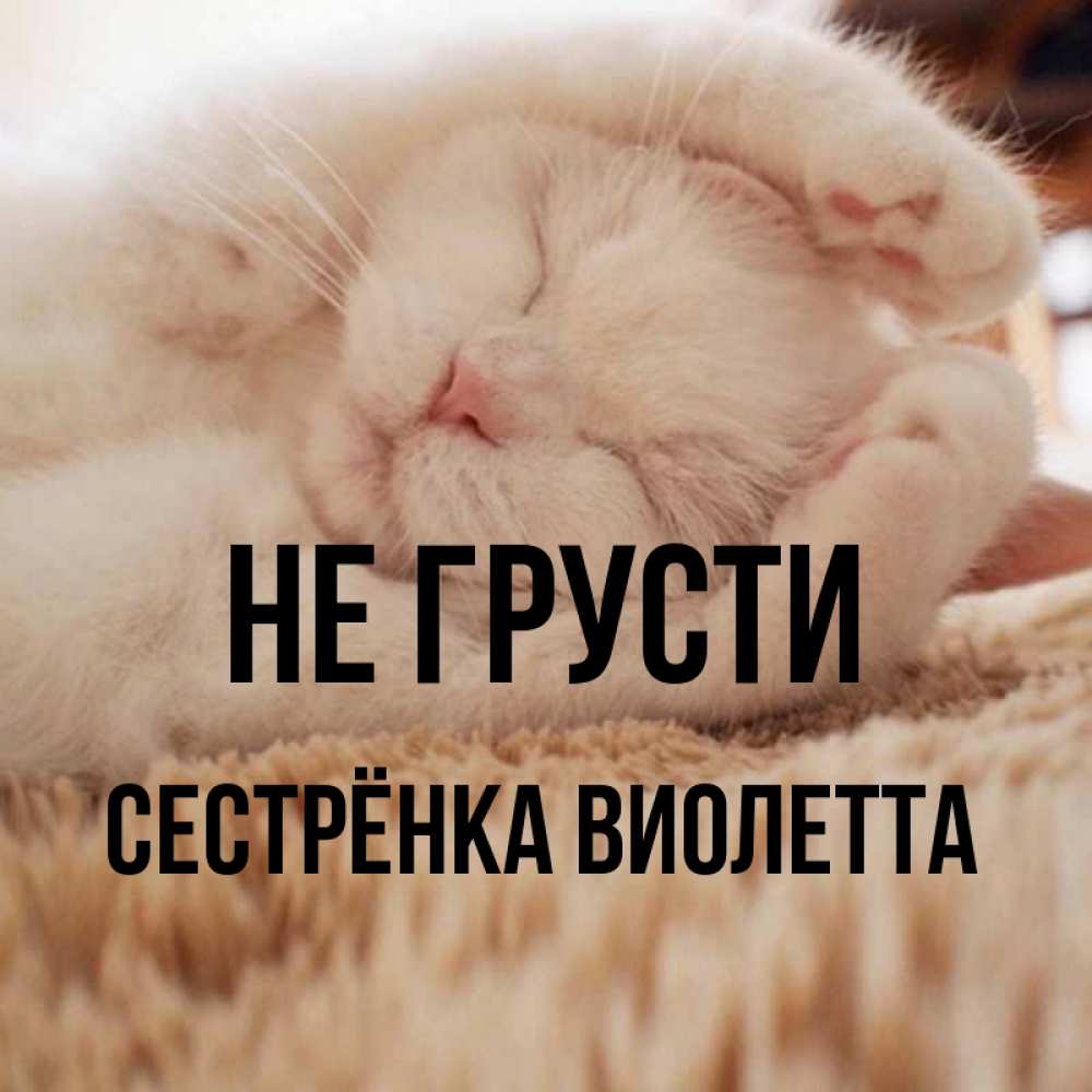 Открытка на каждый день с именем, Сестрёнка-Виолетта Не грусти Котенок спит Прикольная открытка с пожеланием онлайн скачать бесплатно 