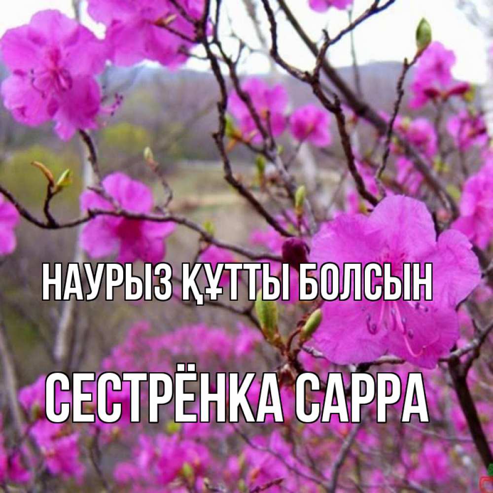 Открытка на каждый день с именем, Сестрёнка-Сарра Наурыз құтты болсын наурыз мейрамы кутты болсын Прикольная открытка с пожеланием онлайн скачать бесплатно 