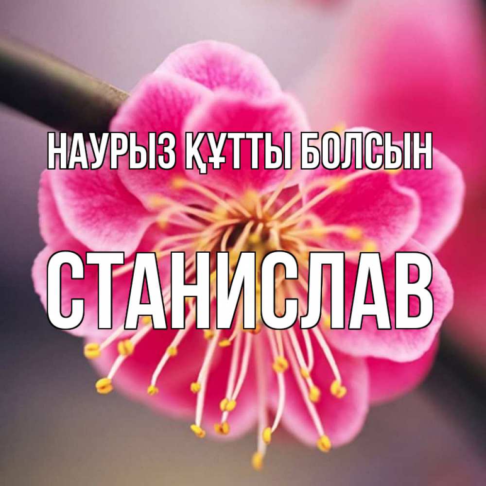 Открытка на каждый день с именем, Станислав Наурыз құтты болсын цветы Прикольная открытка с пожеланием онлайн скачать бесплатно 