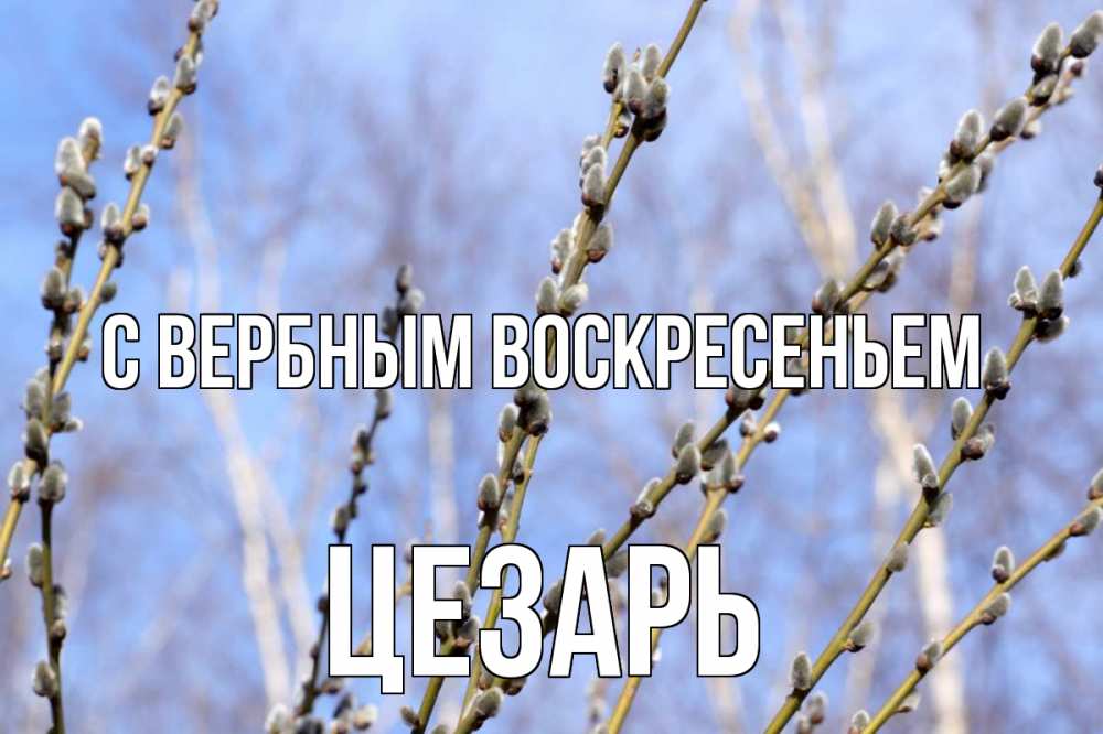 Открытка на каждый день с именем, Цезарь С вербным воскресеньем верба Прикольная открытка с пожеланием онлайн скачать бесплатно 