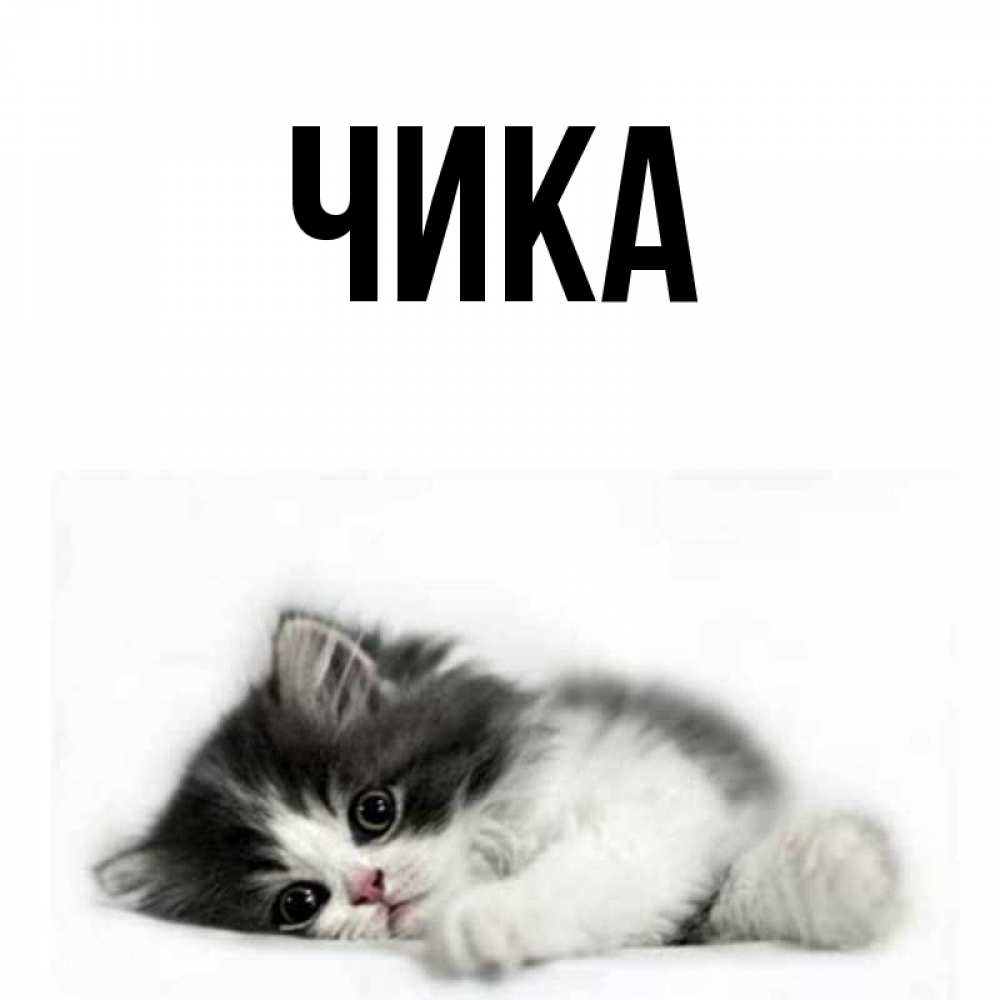 Открытка на каждый день с именем, Чика Главная кот лапки Прикольная открытка с пожеланием онлайн скачать бесплатно 