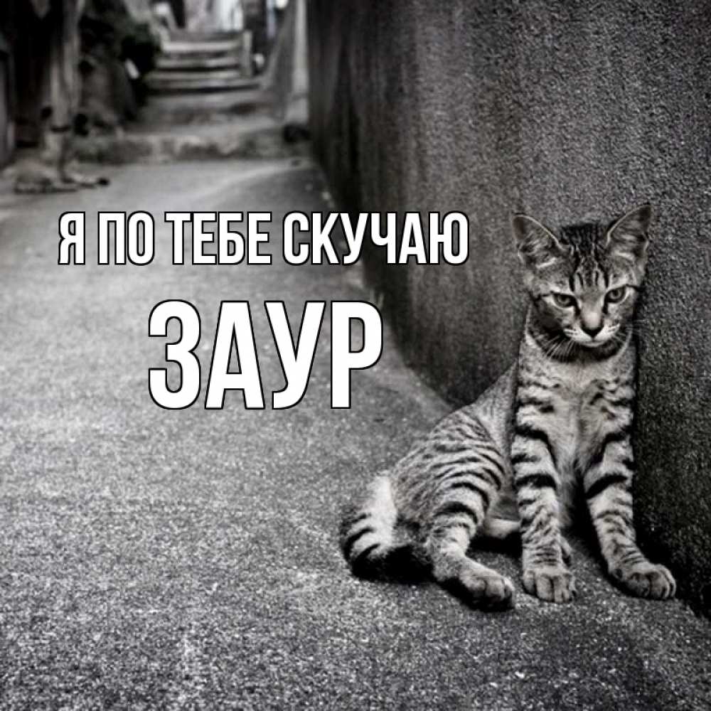 Открытка на каждый день с именем, Заур Я по тебе скучаю одиноко котику Прикольная открытка с пожеланием онлайн скачать бесплатно 