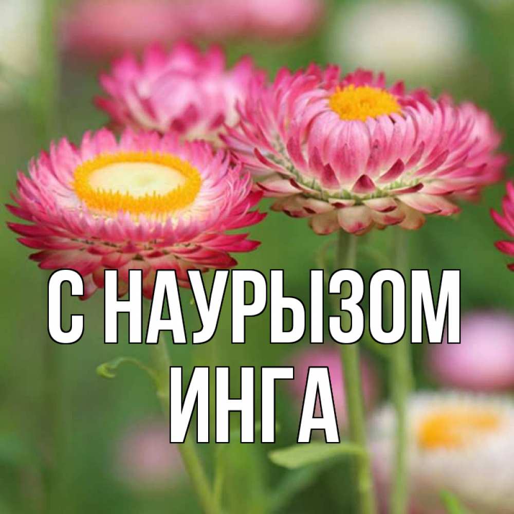 Открытка на каждый день с именем, Инга С наурызом подарок на международный женский день Прикольная открытка с пожеланием онлайн скачать бесплатно 