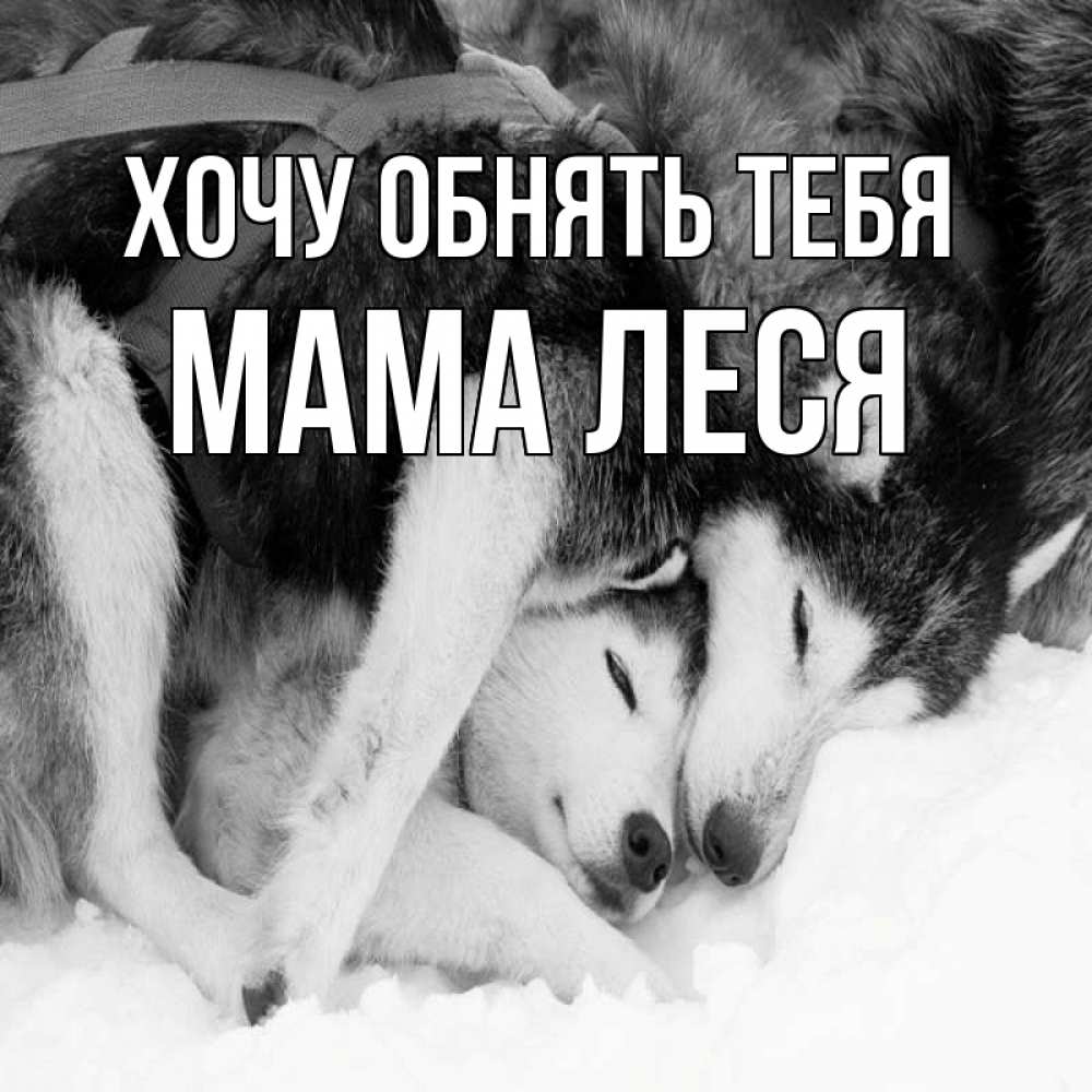 Открытка на каждый день с именем, Мама-Леся Хочу обнять тебя собачки в упряжке Прикольная открытка с пожеланием онлайн скачать бесплатно 