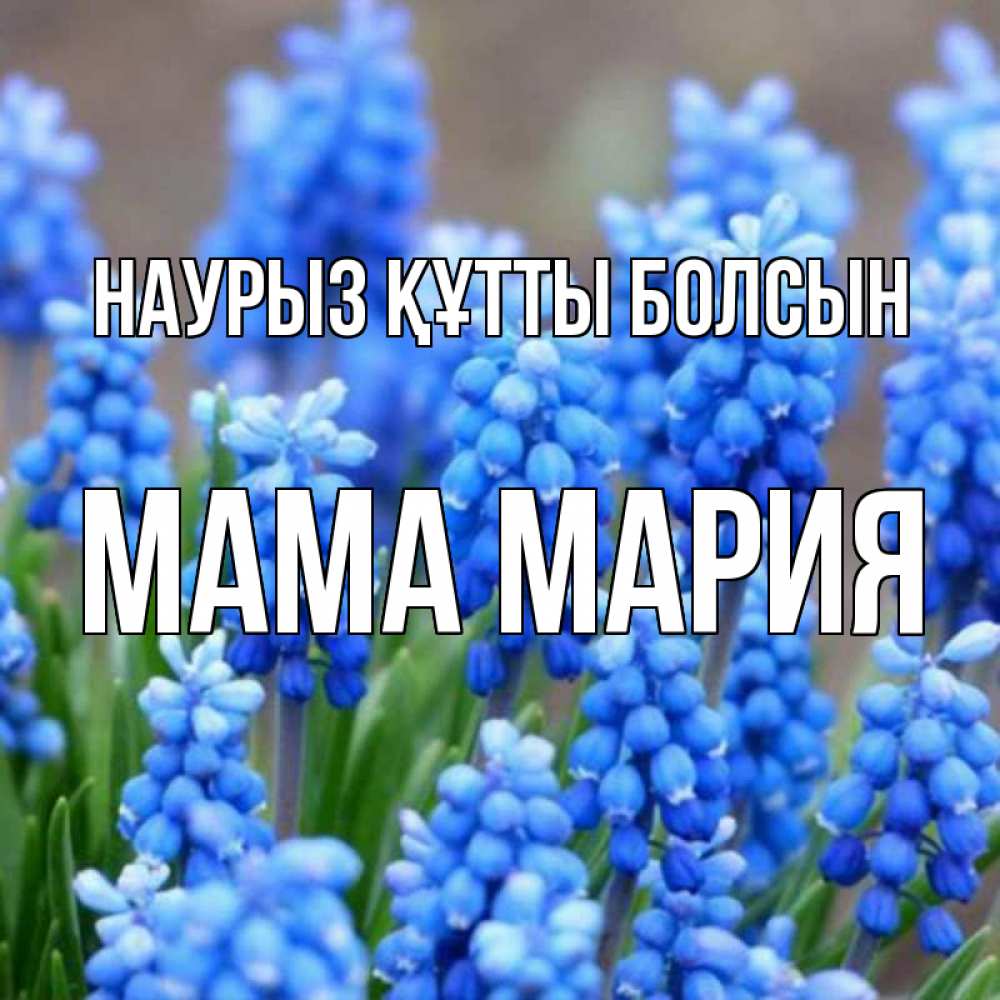 Открытка на каждый день с именем, Мама-Мария Наурыз құтты болсын Поздравительная открытка для женщин с цветами на праздничную дату Прикольная открытка с пожеланием онлайн скачать бесплатно 