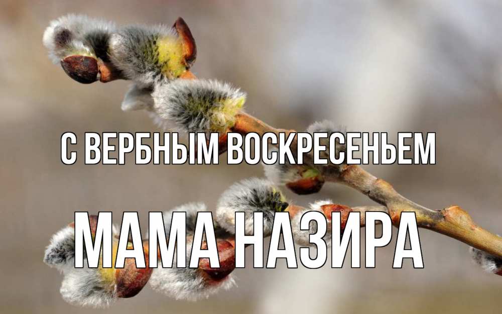 Открытка на каждый день с именем, Мама-Назира С вербным воскресеньем Верба Прикольная открытка с пожеланием онлайн скачать бесплатно 