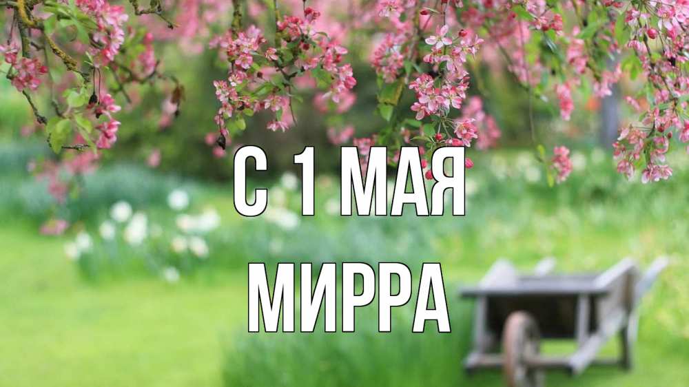 Открытка на каждый день с именем, Мирра С 1 мая С 1 мая Прикольная открытка с пожеланием онлайн скачать бесплатно 