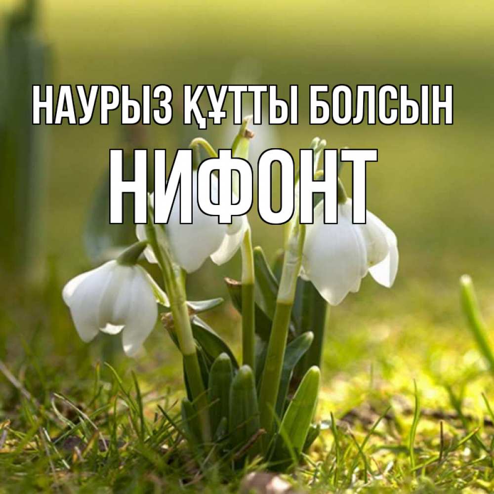 Открытка на каждый день с именем, Нифонт Наурыз құтты болсын ранние цветы 2 Прикольная открытка с пожеланием онлайн скачать бесплатно 