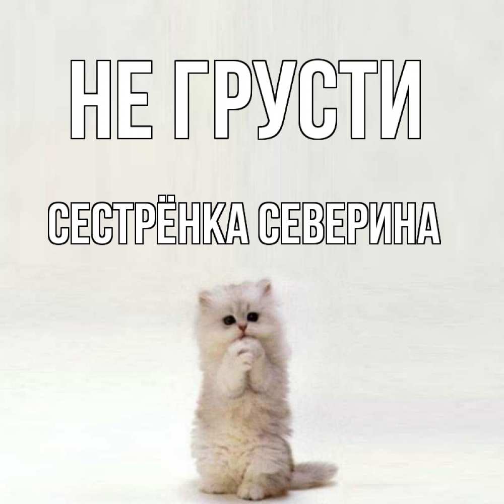 Открытка на каждый день с именем, Сестрёнка-Северина Не грусти грустный кот Прикольная открытка с пожеланием онлайн скачать бесплатно 