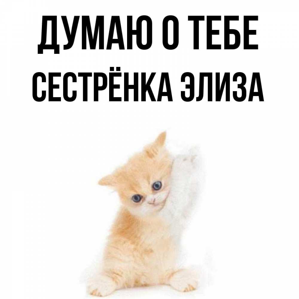 Открытка на каждый день с именем, Сестрёнка-Элиза Думаю о тебе зверушки и милота Прикольная открытка с пожеланием онлайн скачать бесплатно 