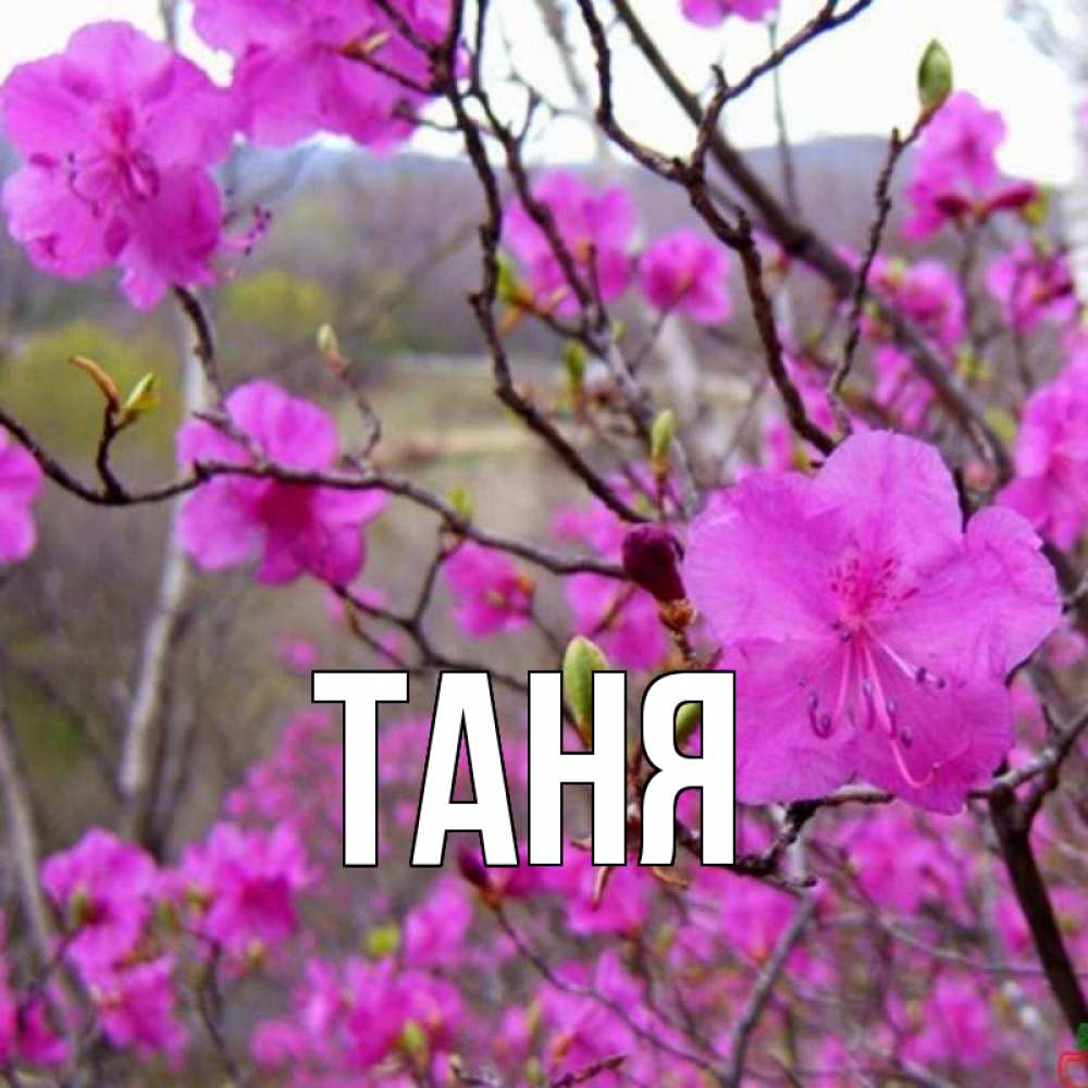 Открытка на каждый день с именем, Таня Главная праздник весны наурыз Прикольная открытка с пожеланием онлайн скачать бесплатно 