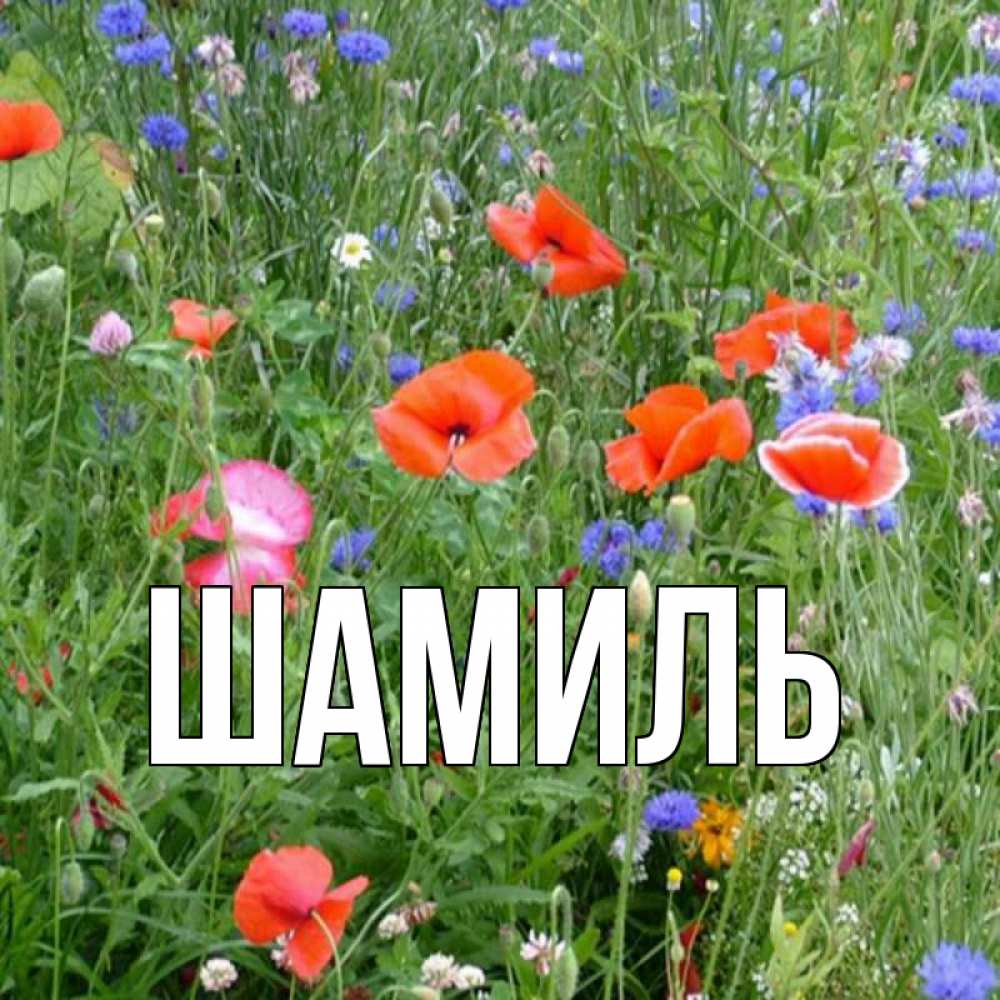 Открытка на каждый день с именем, Шамиль Главная международный женский день 4 Прикольная открытка с пожеланием онлайн скачать бесплатно 