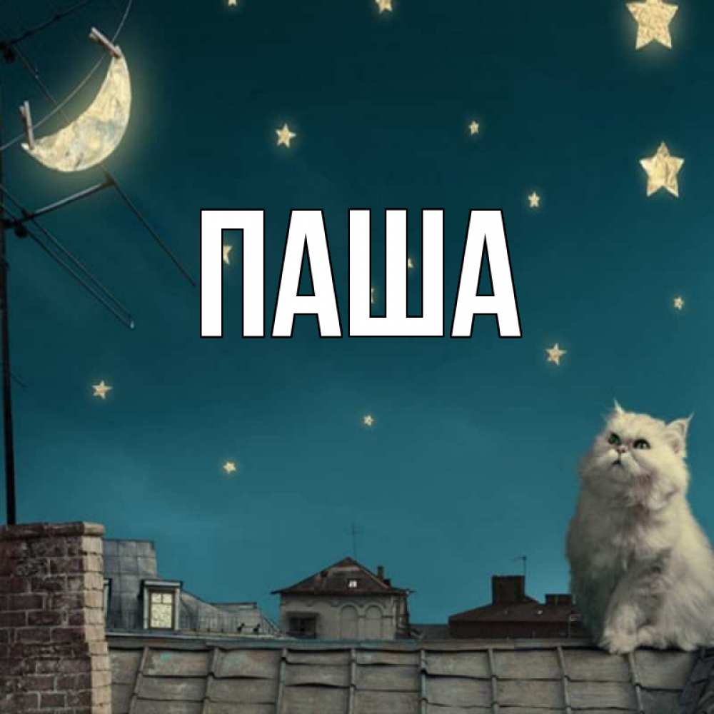 Открытка на каждый день с именем, паша Главная белый кот сидит на крыше Прикольная открытка с пожеланием онлайн скачать бесплатно 