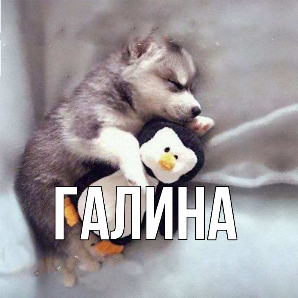 Открытка на каждый день с именем, Галина Главная обнимашки щенка и пингвина Прикольная открытка с пожеланием онлайн скачать бесплатно 