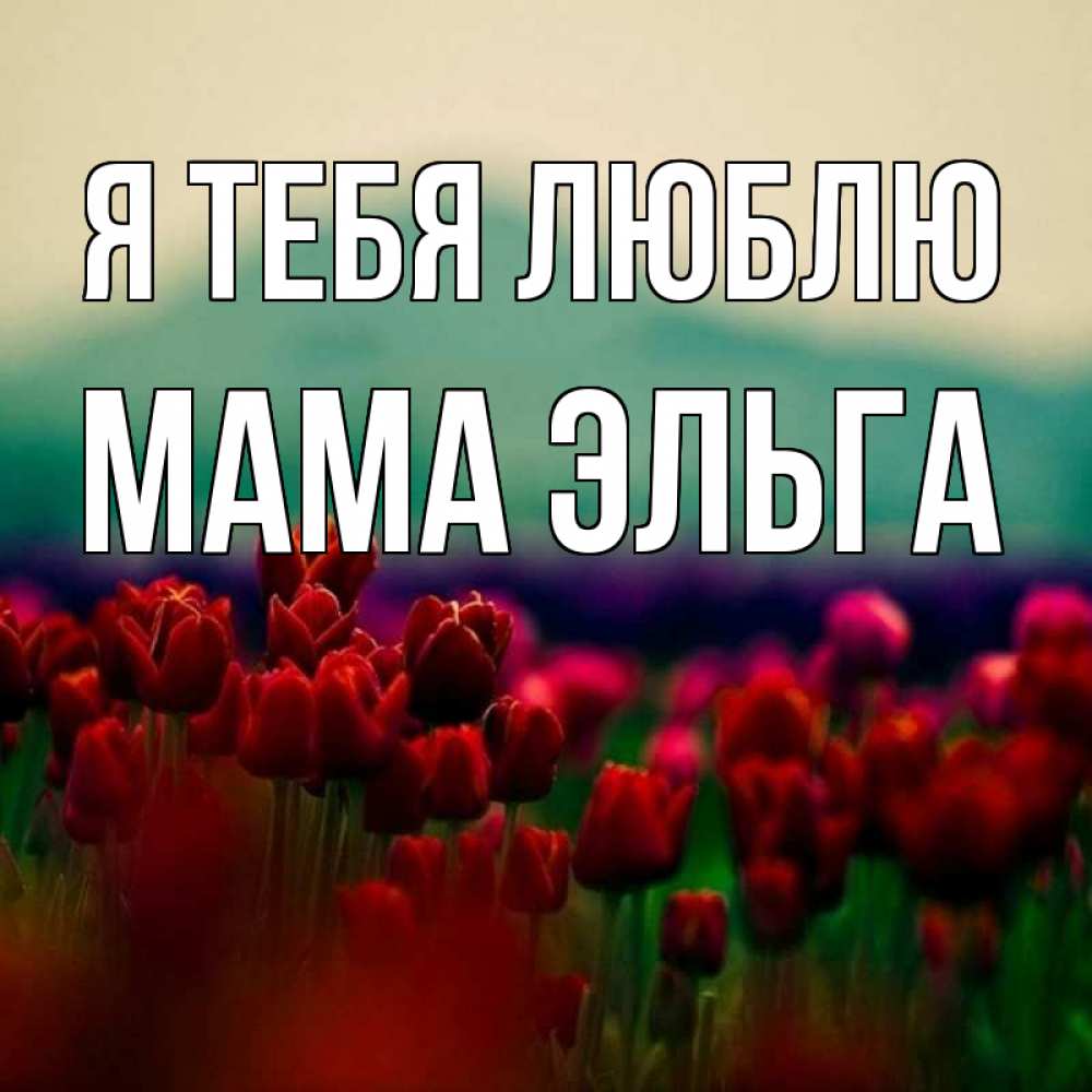 Открытка на каждый день с именем, Мама-Эльга Я тебя люблю тюльпаны 4 Прикольная открытка с пожеланием онлайн скачать бесплатно 