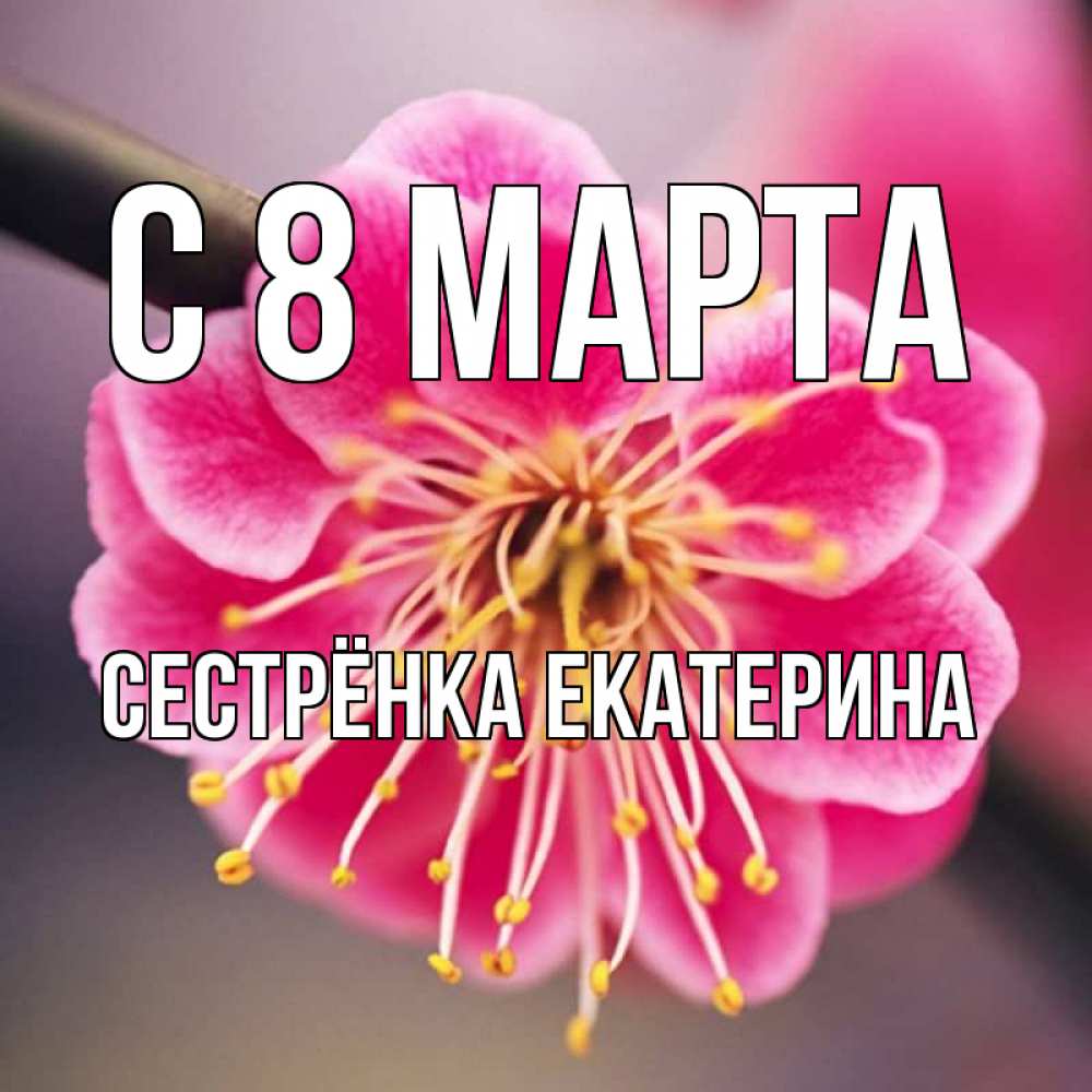 Открытка на каждый день с именем, Сестрёнка-Екатерина С 8 марта цветы Прикольная открытка с пожеланием онлайн скачать бесплатно 
