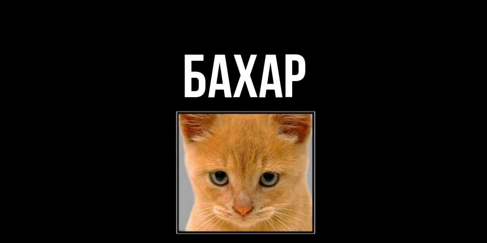 Открытка на каждый день с именем, Бахар Главная открытки рыжий котенок скучает по тебе Прикольная открытка с пожеланием онлайн скачать бесплатно 