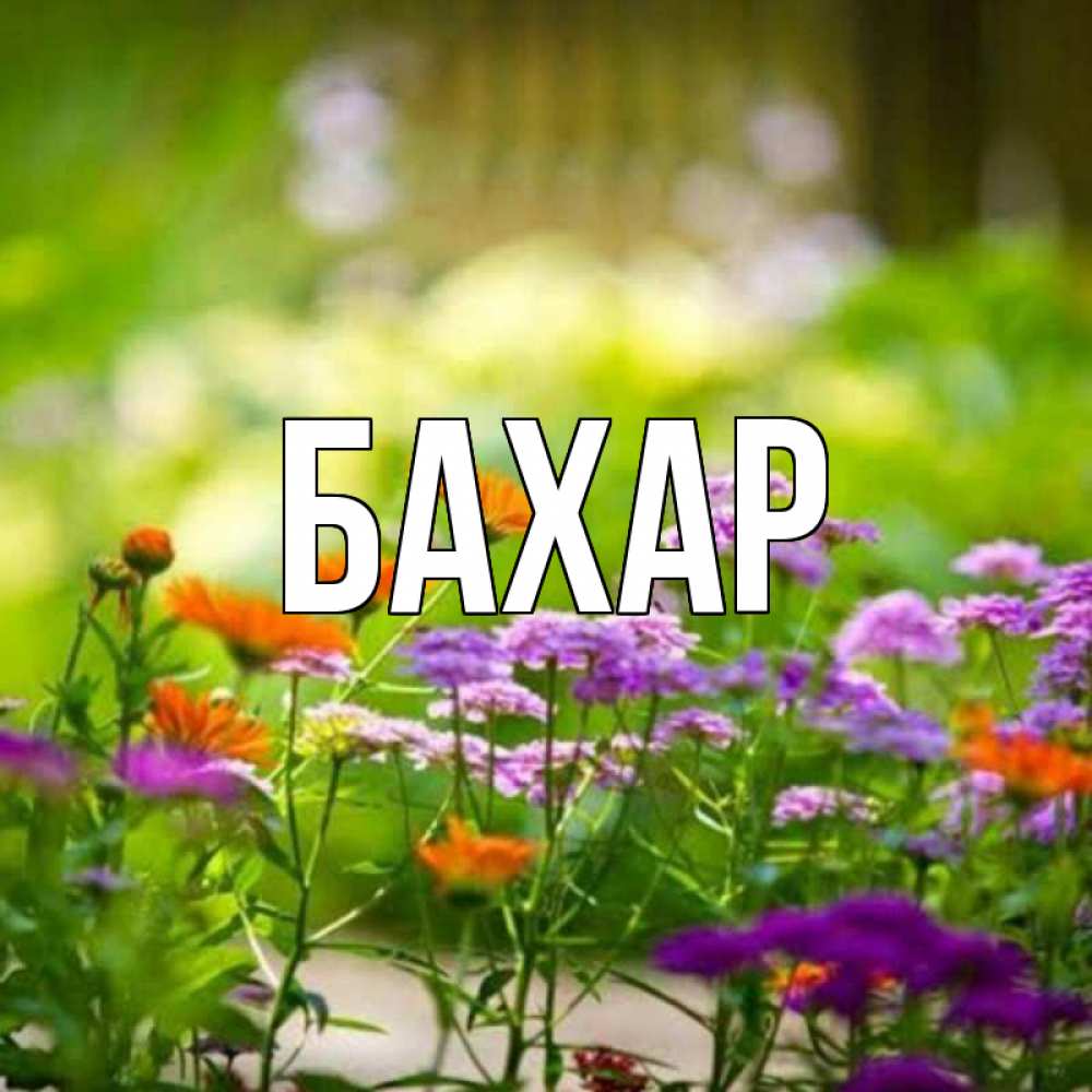 Открытка на каждый день с именем, Бахар Главная цветы Прикольная открытка с пожеланием онлайн скачать бесплатно 