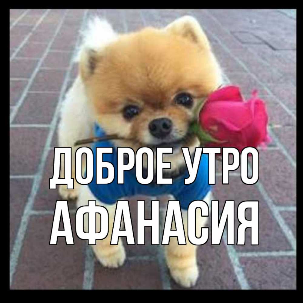 Открытка на каждый день с именем, Афанасия Доброе утро роза в зубах Прикольная открытка с пожеланием онлайн скачать бесплатно 