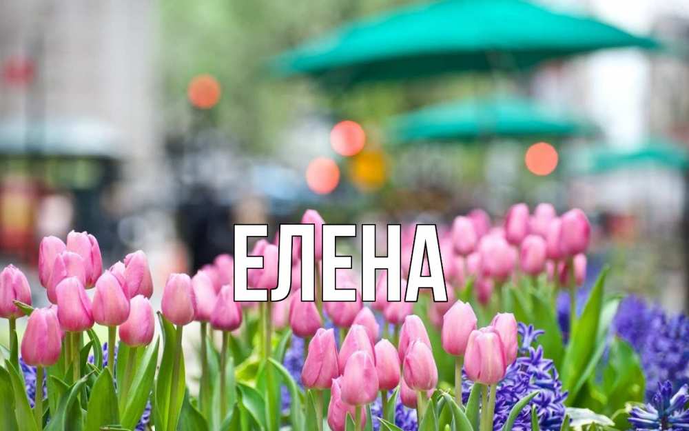 Открытка на каждый день с именем, Елена Главная С 1 мая Прикольная открытка с пожеланием онлайн скачать бесплатно 