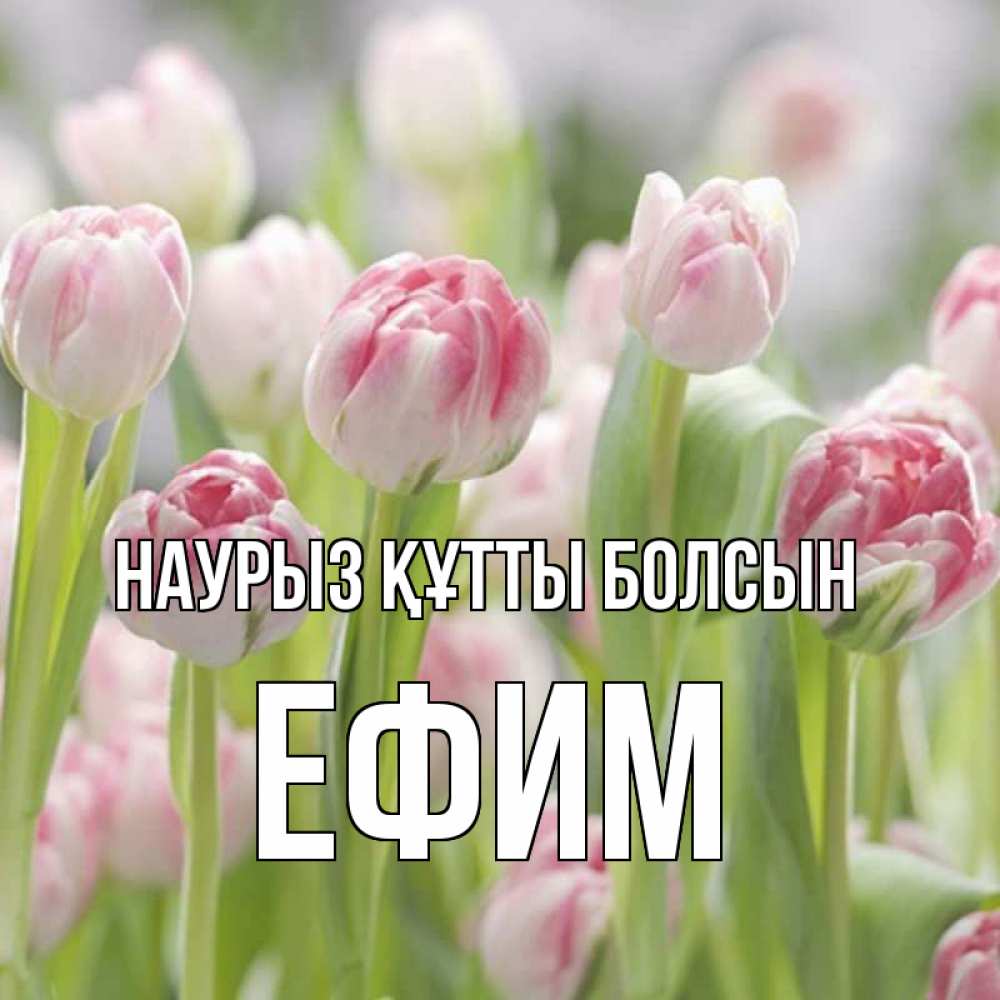 Открытка на каждый день с именем, Ефим Наурыз құтты болсын цветы Прикольная открытка с пожеланием онлайн скачать бесплатно 