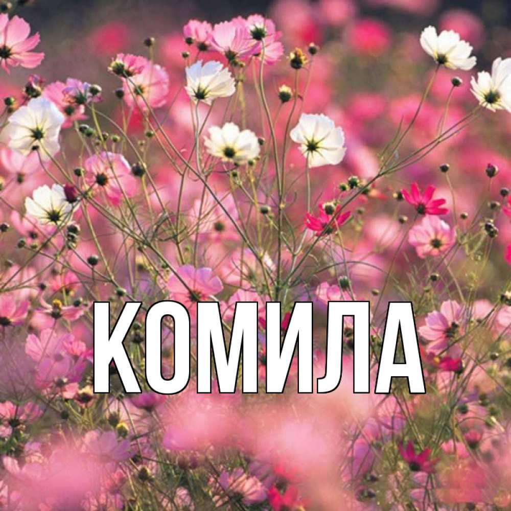 Открытка на каждый день с именем, Комила Главная красиво 1 Прикольная открытка с пожеланием онлайн скачать бесплатно 