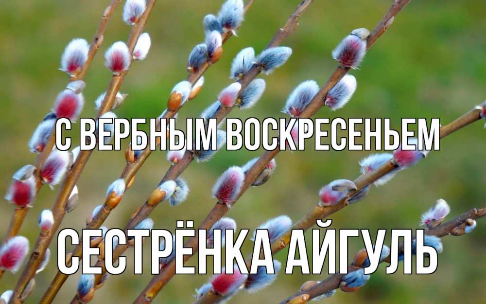 Открытка на каждый день с именем, Сестрёнка-Айгуль С вербным воскресеньем верба Прикольная открытка с пожеланием онлайн скачать бесплатно 