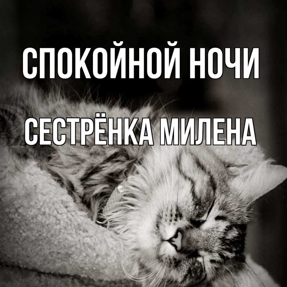Открытка на каждый день с именем, Сестрёнка-Милена Спокойной ночи котярик пушистый Прикольная открытка с пожеланием онлайн скачать бесплатно 