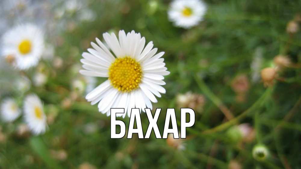 Открытка на каждый день с именем, Бахар Главная с днем семьи Прикольная открытка с пожеланием онлайн скачать бесплатно 