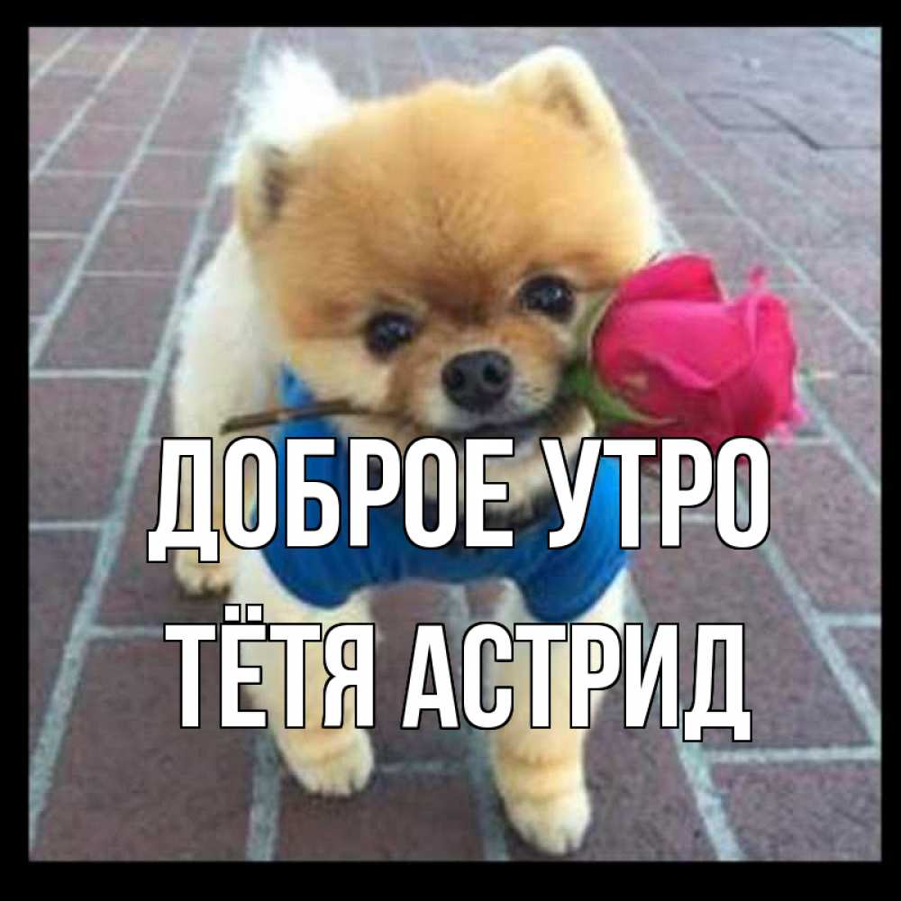 Открытка на каждый день с именем, Тётя-Астрид Доброе утро роза в зубах Прикольная открытка с пожеланием онлайн скачать бесплатно 