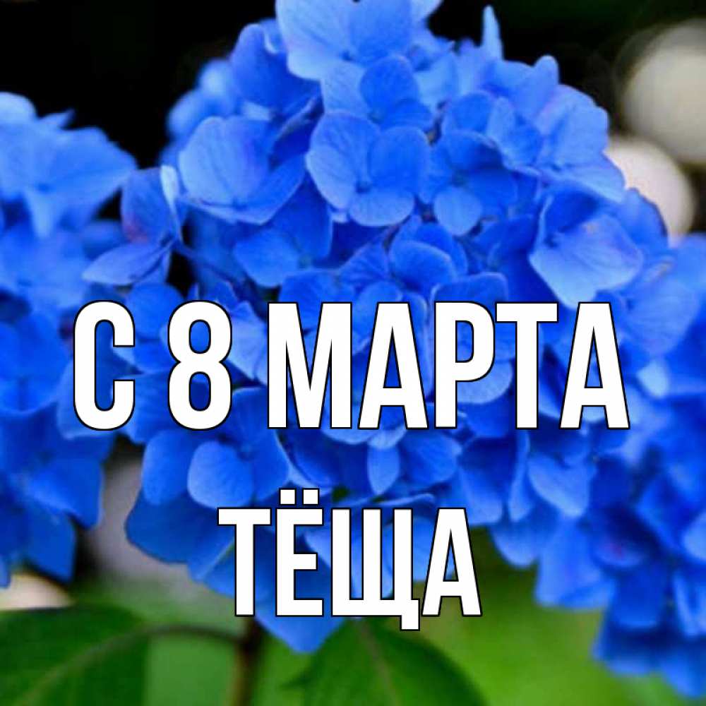 Открытка на каждый день с именем, Тёща С 8 МАРТА синие цветы Прикольная открытка с пожеланием онлайн скачать бесплатно 